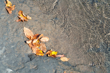 Autumn fallen leaves on the river bank in the water. Autumn atmosphere in the photo.