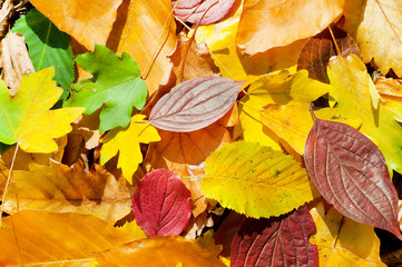 Multicolored maple autumn leaves. Background.
