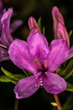 Purple Azalea Flower, Close-up Picture