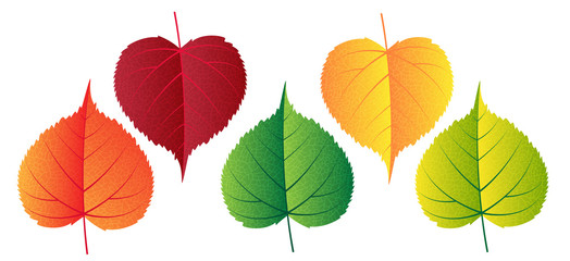 Obraz premium Vector colorful autumn falling leaves - design elements