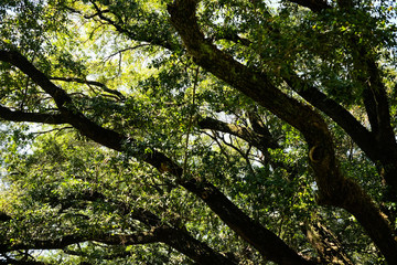 green oak tree branches