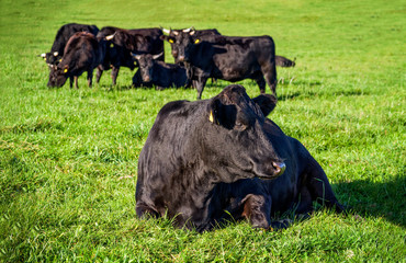 Schwarze Wagyu Rinder Herde ist entspannt nach der Morgen Fütterung im saftigen grünen Gras in...