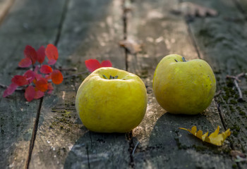 Quince fruit on the garden table