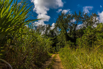 A view along a track between Sugar cane fields in the countryside in Barbados