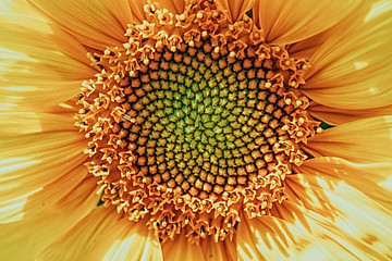  yellow sunflower flower close-up forming a natural background