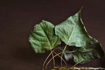 Autumn composition. Autumn leaves of silver poplar on a dark background. Art photo.