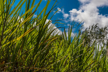 Sugar cane grows tall under the Caribbean sun in the countryside in Barbados