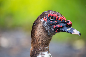 portrait of a Muscovy Duck