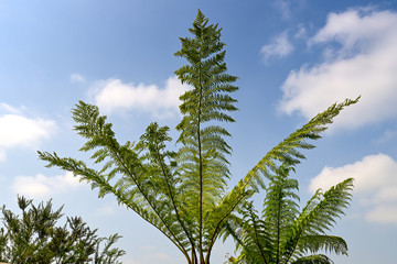 Tall green branches of the monkey tree fern or "Alsophila spinulosa" as its also known.