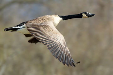 Canadian Goose in Flight