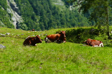 Fototapeta premium cows in the meadow