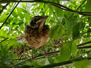 Baby Robin in a Tree