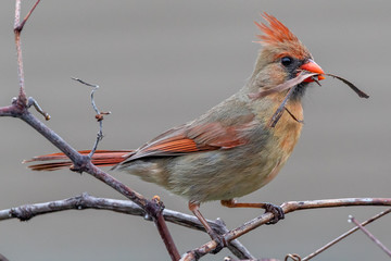 Female Cardinal building with grapevines