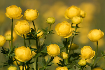 Globeflower (Trollius europaeus) blooms in yellow blossoms on a sunny summery day in Estonia, Northern Europe