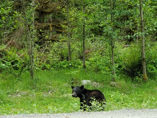 Naklejka premium Black Bear Cub