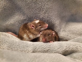 Baby Rats at 17 Days Old