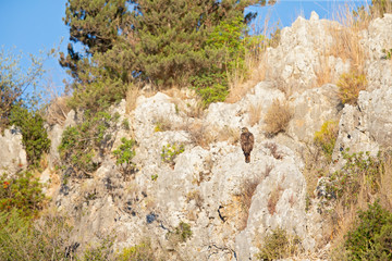 A Steppe buzzard (Buteo vulpinus)perched on a rock high on a mountain preening in the morning light.