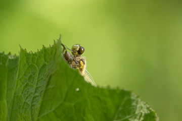 The four-spotted chaser (Libellula quadrimaculata) climbs out of its old larvae shell