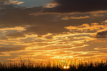 Fototapeta na wymiar orange sky in the clouds at sunset background corn