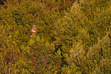 A Steppe buzzard (Buteo vulpinus)perched high on a tree early in the morning light.