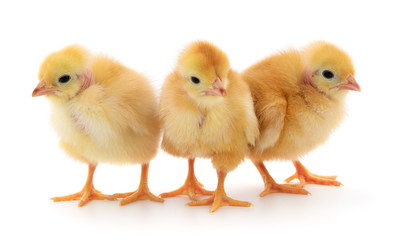 Three yellow chickens.