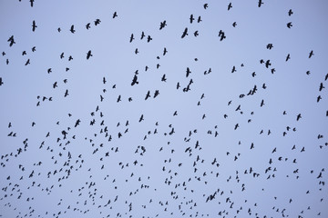 A flock of crows in cool sky