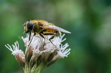 The dronefly