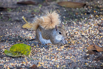 Squirrel eating