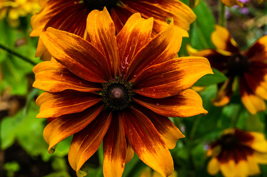 The Gloriosa Daisy