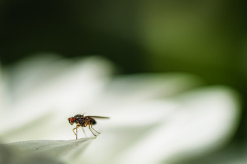 Minimalist fly