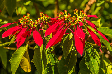 A Poinsettia growing on Hackleton Cliffs in Barbados