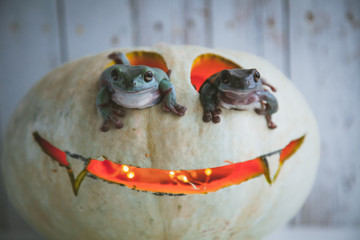 Amazing australian green frogs with Halloween pumpkin