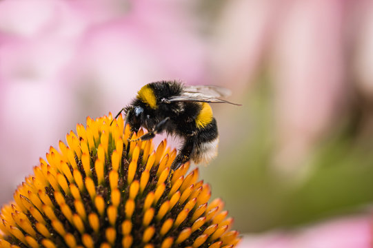 The bumblebee