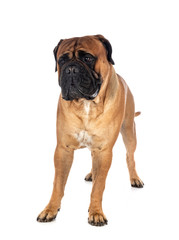 young bullmastiff in studio