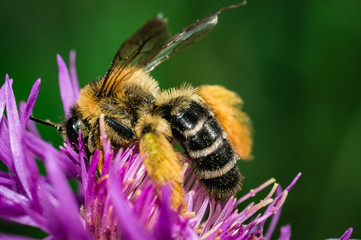 The honey bee