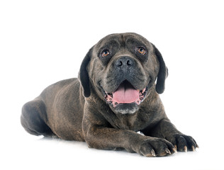 cane corso in studio