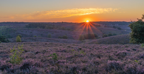 Sunset at the Posbank (National park Veluwezoom). Purple hills from the purple heather