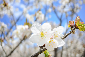white cherry blossom with good weather