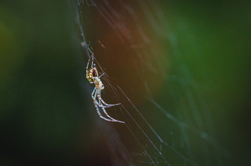 The (European) garden spider