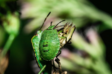 The green stink bug