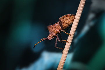 A brown squash bug climbing up a plant stem.