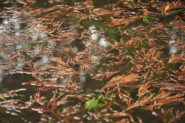 Cedar leaves on the pond