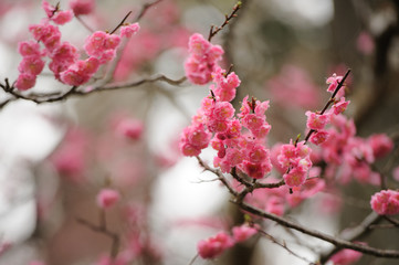 Branch of pink plum blossoms