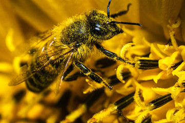 The honey bee