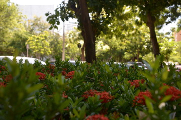 green leaves, red flowers and trees