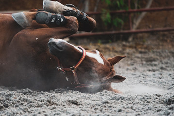 Caballo revolcándose en el polvo de la pista