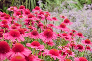 Pink Echinacea 'Delicious Candy' corn flower in  flower during the summer months