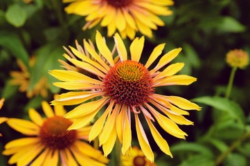 Orange Echinacea 'Big Kahuna' corn flower in  flower during the summer months