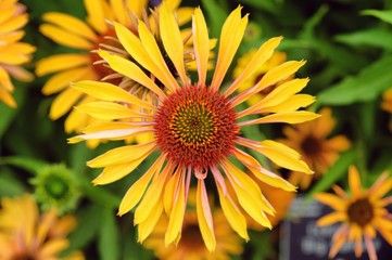 Orange Echinacea 'Big Kahuna' corn flower in  flower during the summer months