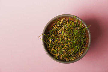 cat grass on pink background. Flat lay . flat design